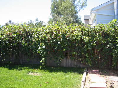 Fence with grapevine on west side of backyard